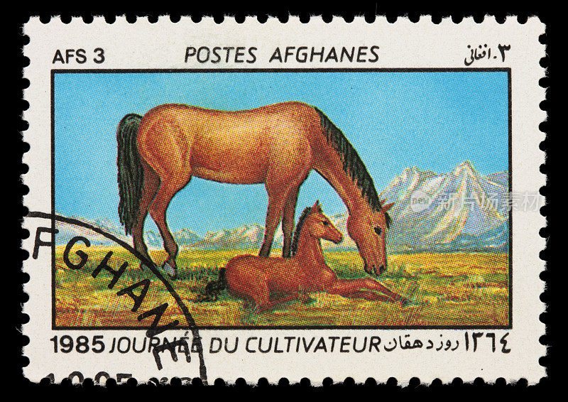 阿富汗母马和小马驹邮票