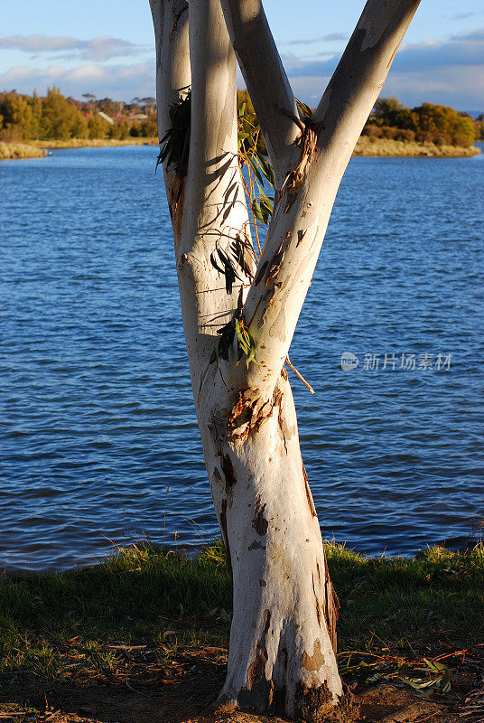 白桉树，澳大利亚