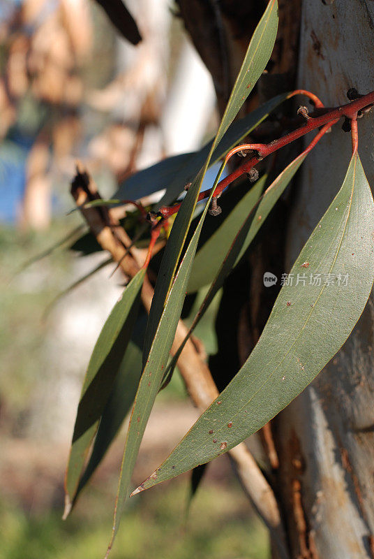 澳大利亚:产于内陆的桉树叶