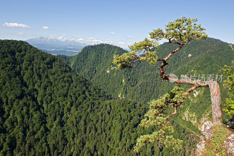 松木山