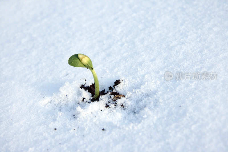 在雪中发芽