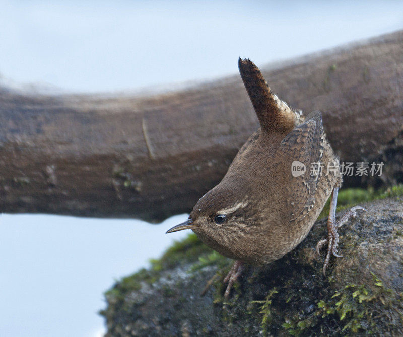 欧亚鹪鹩(Troglodytes_troglodytes)，苏格兰，英国