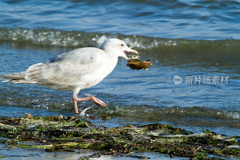 白岩海滩上的海鸥和螃蟹