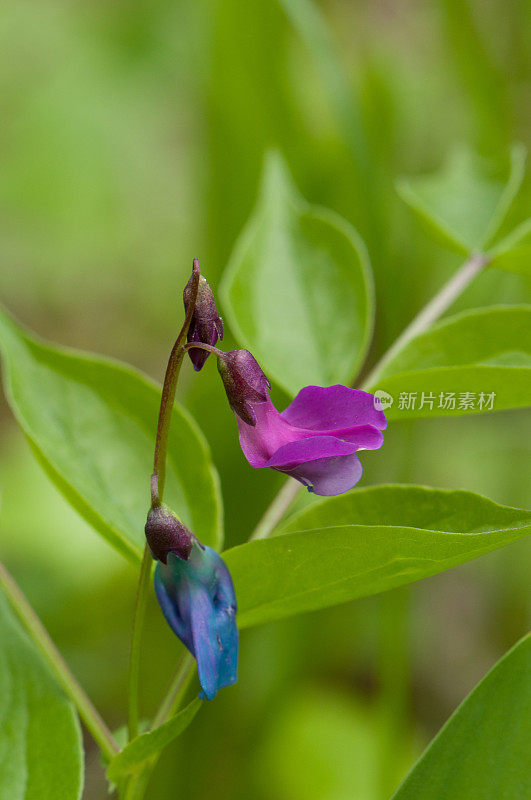 两种颜色的花