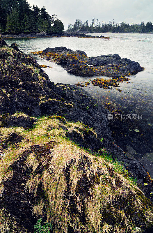 海景与草在岩石上在温哥华岛