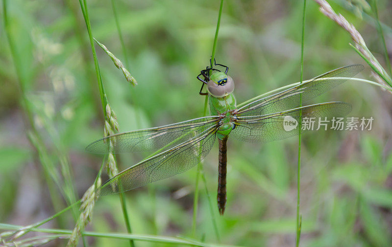 绿蜻蜓