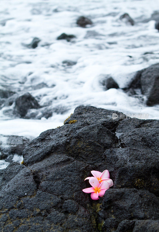 夏威夷岩石海滩上的鸡蛋花