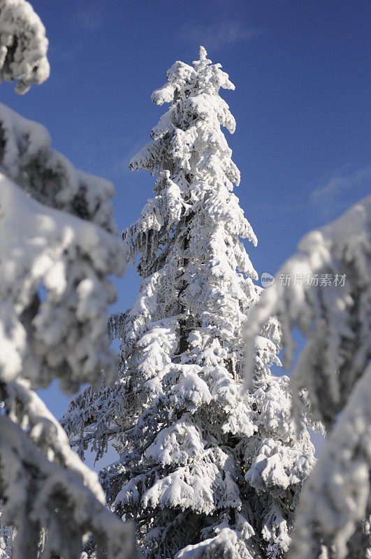 雪树