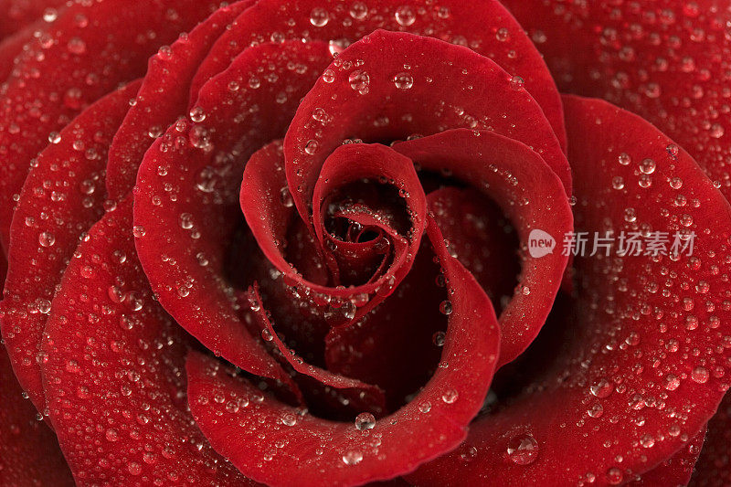 红玫瑰花和雨点