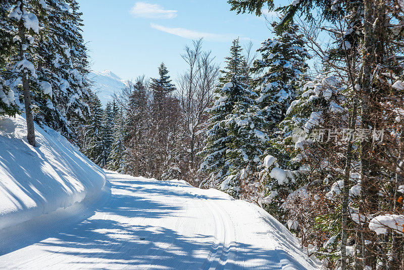 冬季景观与雪和树