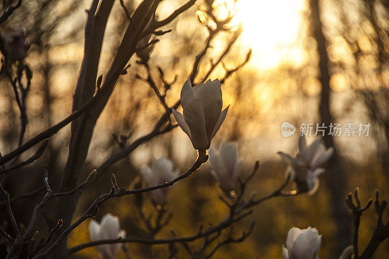 木兰的花