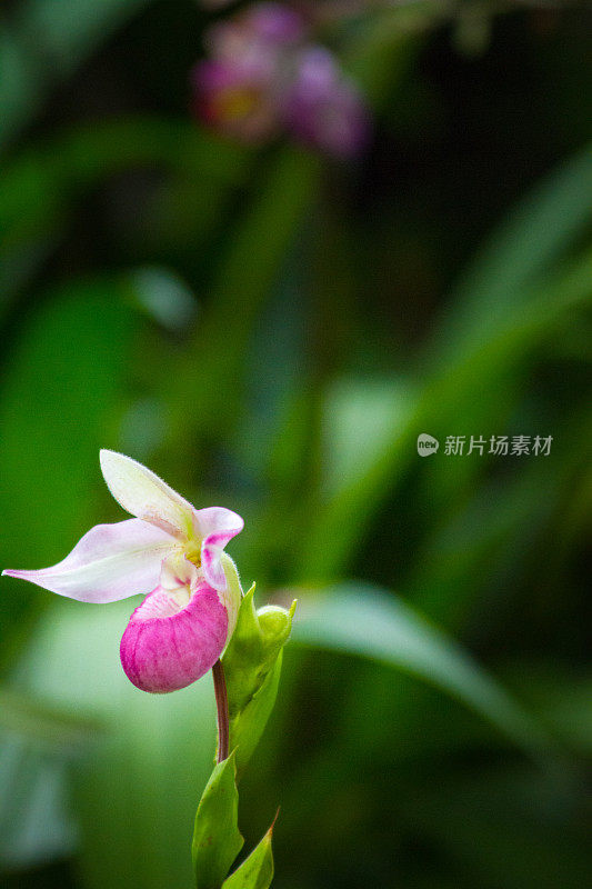 热带森林里的女鞋兰花