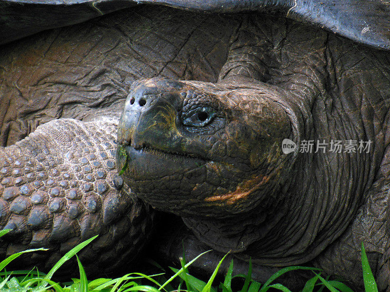 巨大的乌龟特写镜头