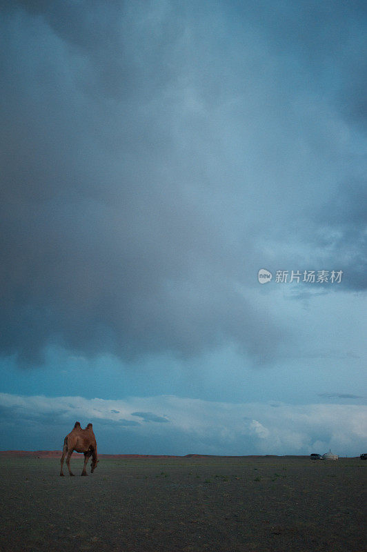 戈壁沙漠中的骆驼