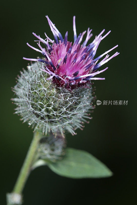 在黑色上孤立的牛蒡花