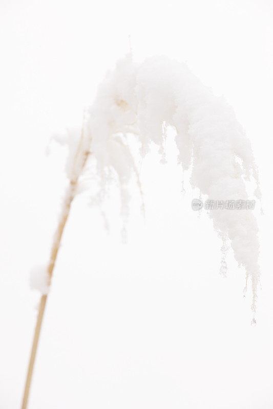 科塔德里亚塞洛阿纳潘帕斯草声音雪