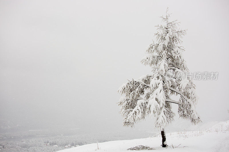 春天的降雪