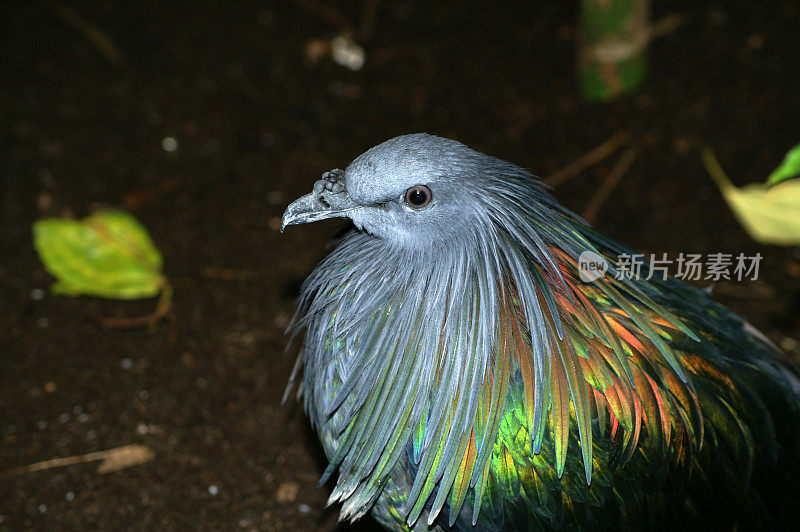 尼科巴鸽子