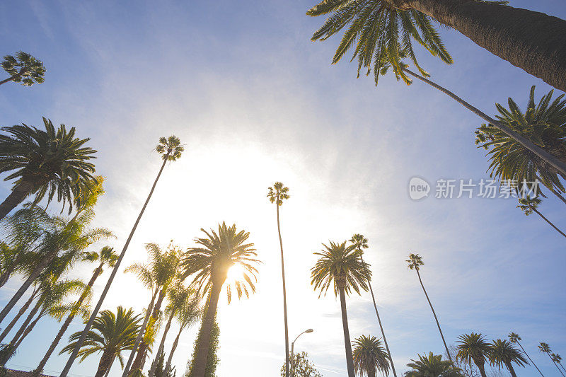 洛杉矶棕榈树
