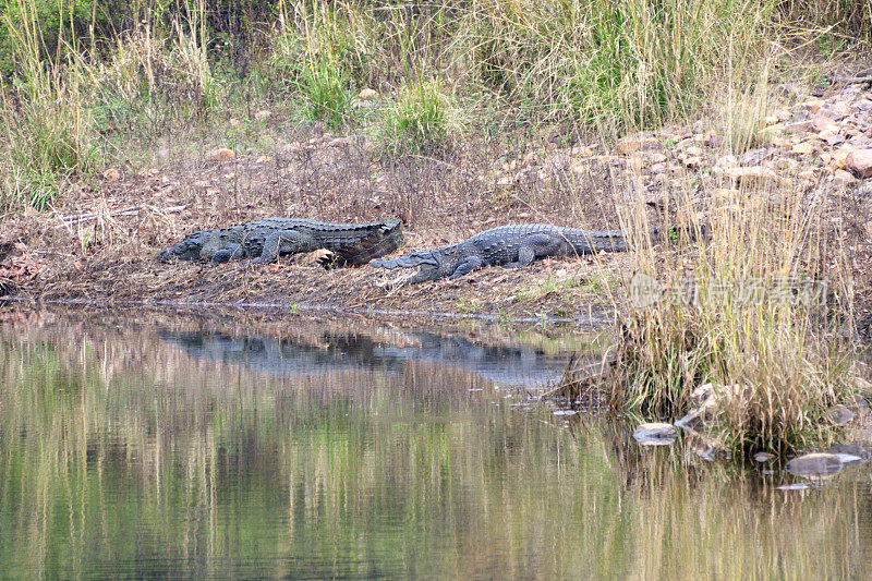 印度兰坦波尔国家公园的沼泽鳄鱼
