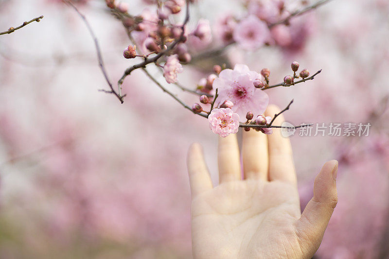 摘些春天的花