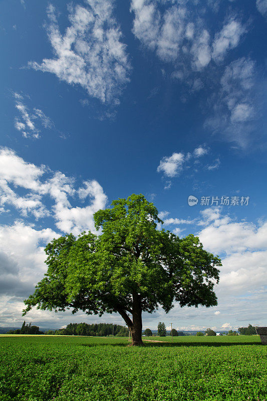绿树和田野映衬着蔚蓝多云的天空