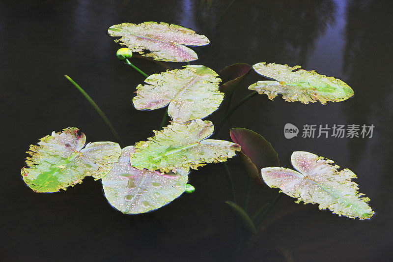 睡莲水植物