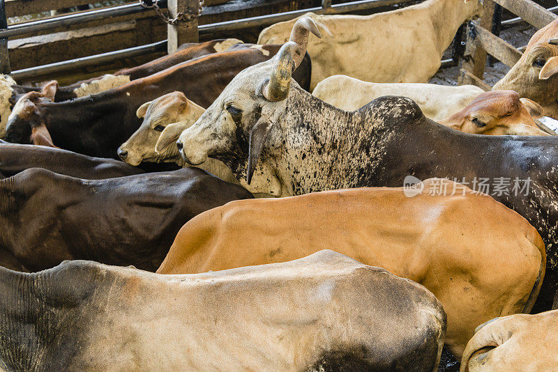 XXXL:牲畜拍卖时圈养的牛