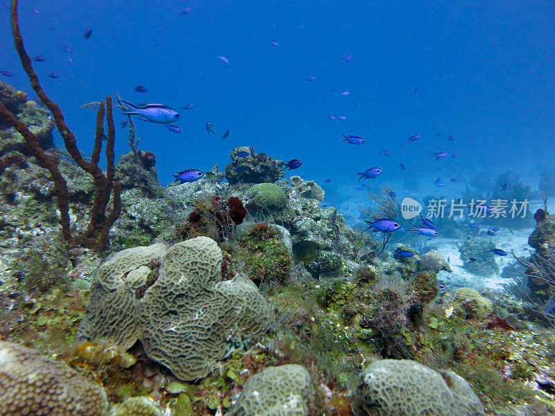 马尔代夫海洋深处美丽的自然和海洋生物