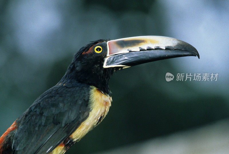 哥斯达黎加的有衣领的Aracari