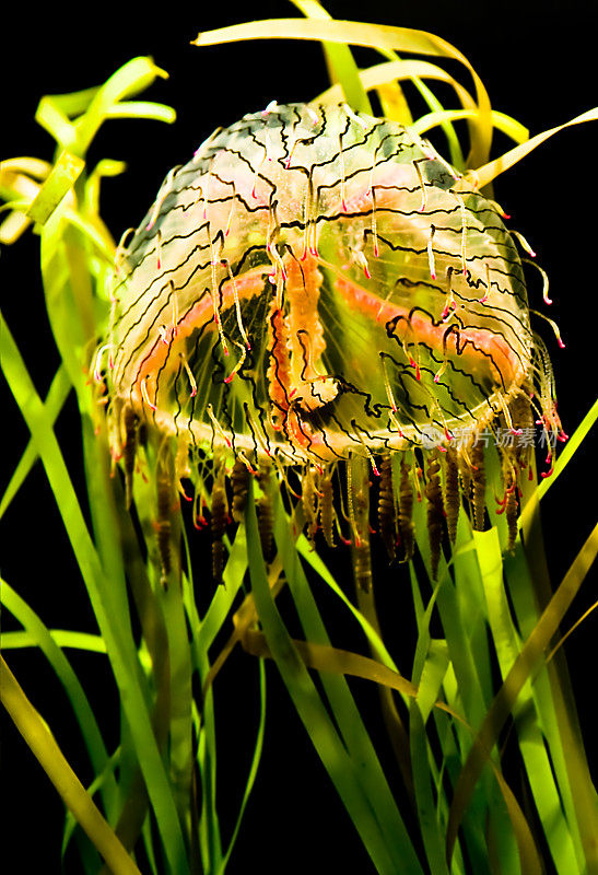 花帽子水母