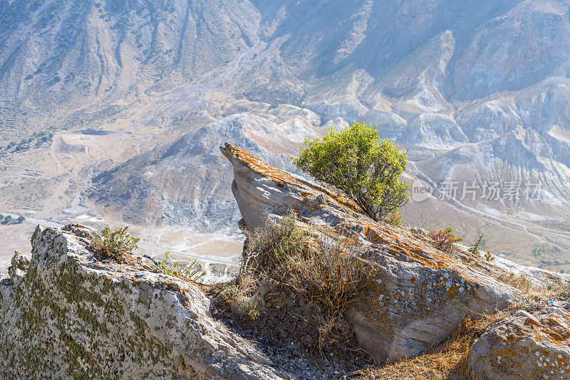 火山硫磺坡上的一棵孤独的树