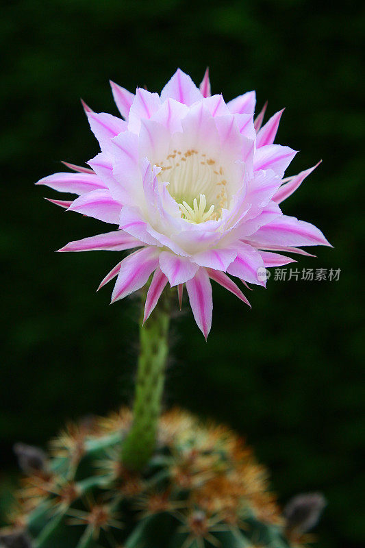 仙人掌花(Echinopsis)