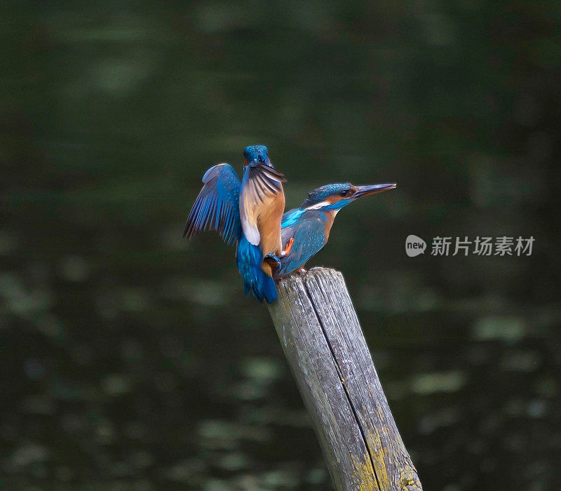 翠鸟