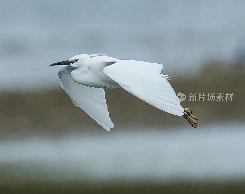 小白鹭