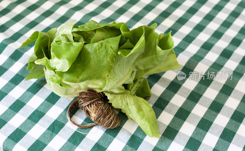 波士顿生菜植物