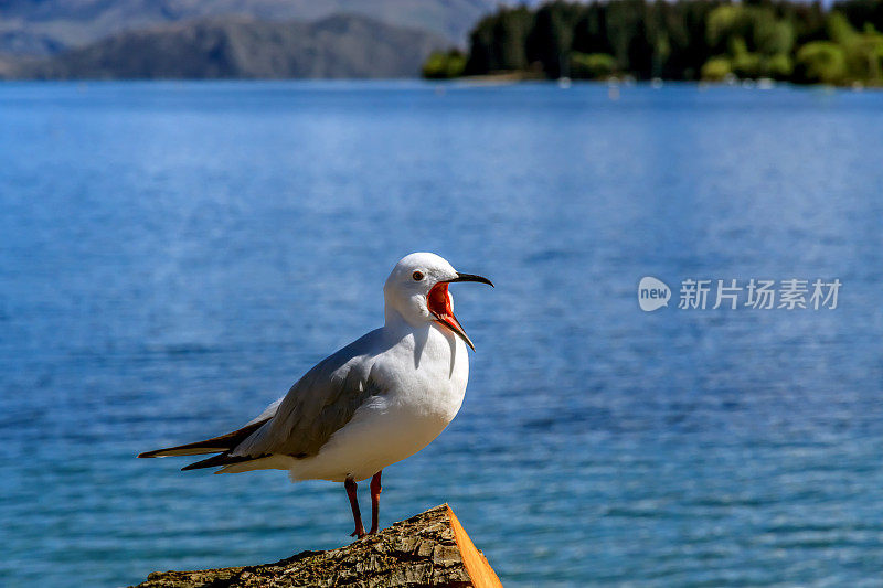 惊声尖叫的海鸥