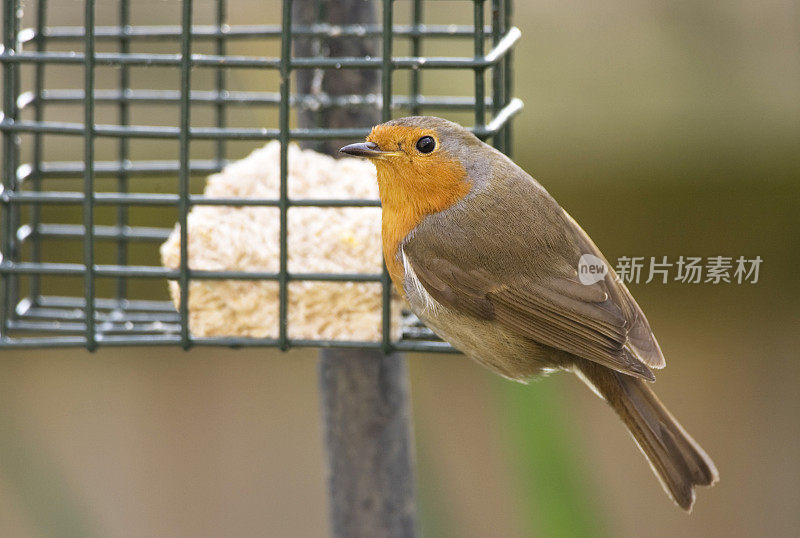 罗宾(红心rubecula)