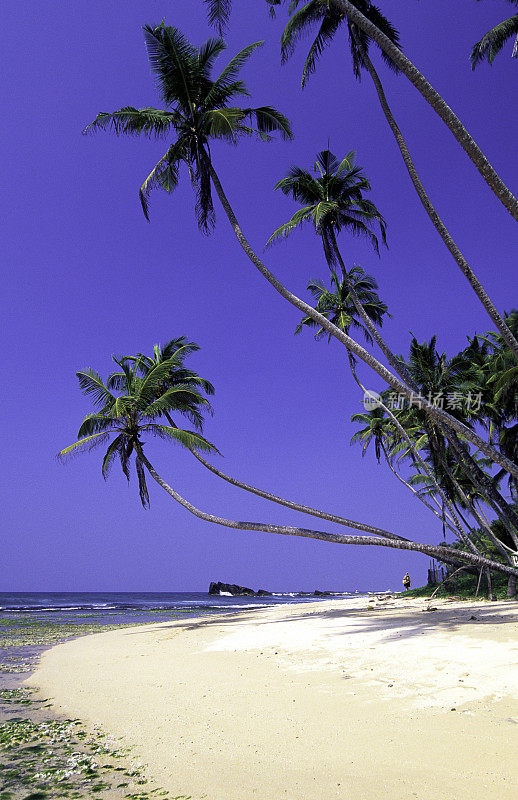斯里兰卡，乌纳瓦图纳，椰子树。