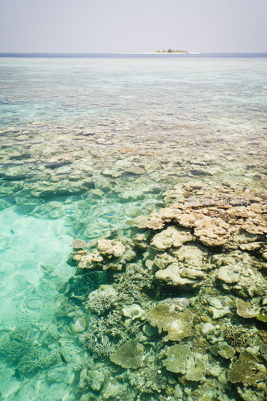 马尔代夫的珊瑚礁