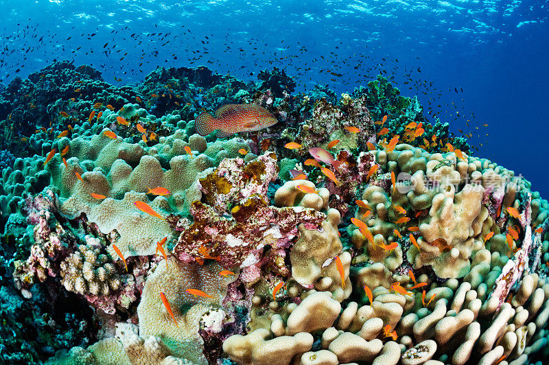 海洋生物的种类