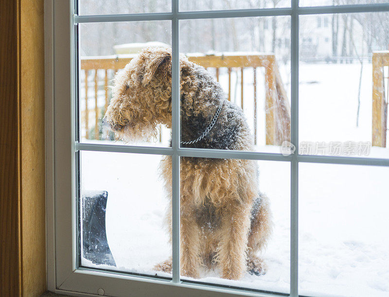 一只小猎犬在玻璃门前等待着