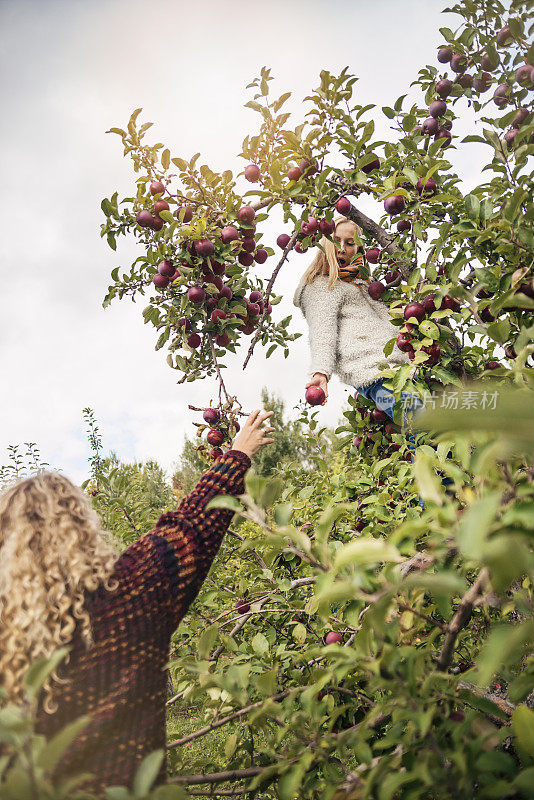 苹果树上的小女孩朝妈妈扔苹果。