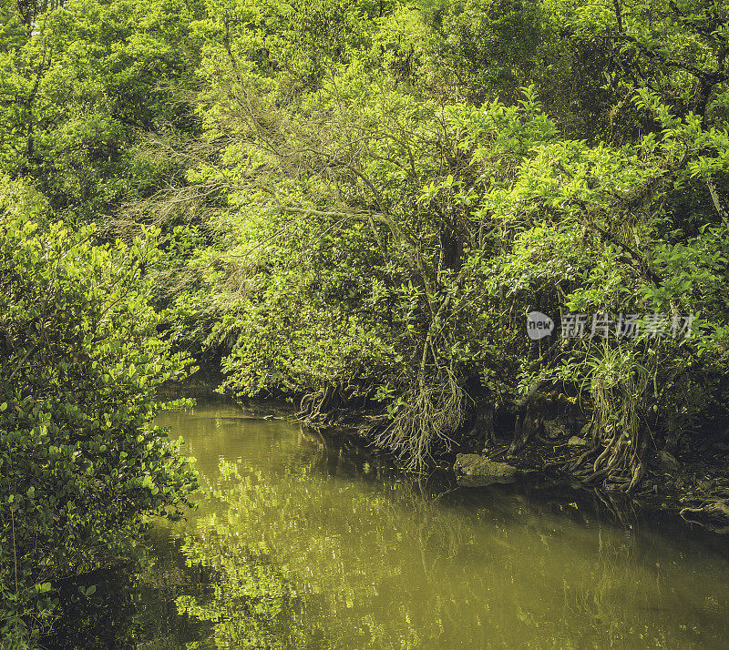 沼泽地沼泽绿化景观与水道和野生动物