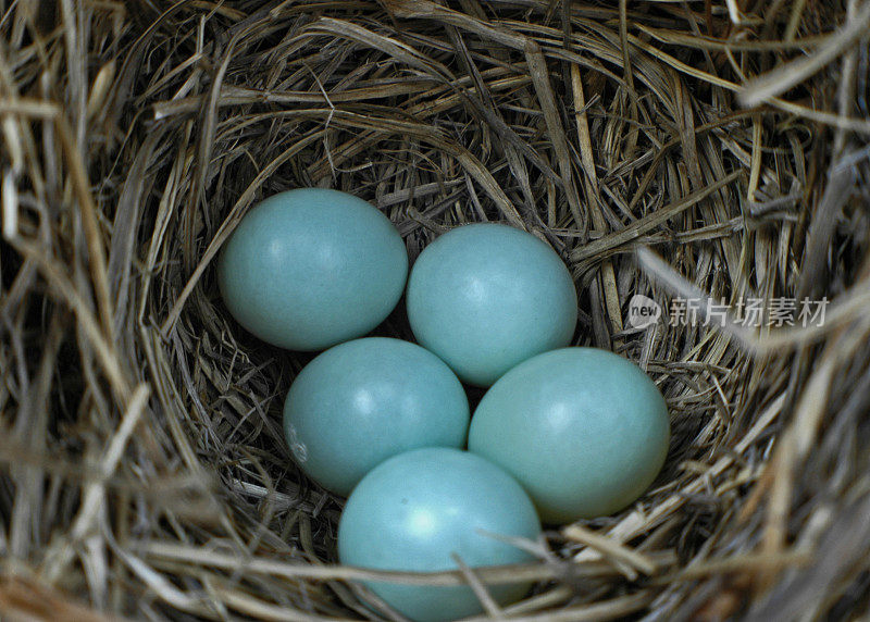 蓝知更鸟的蛋在巢里