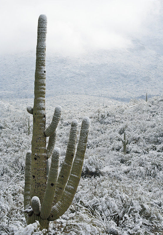 沙漠和雪地里的仙人掌