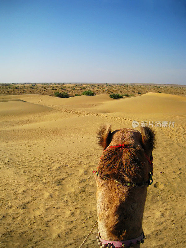 有骆驼头的印度沙漠
