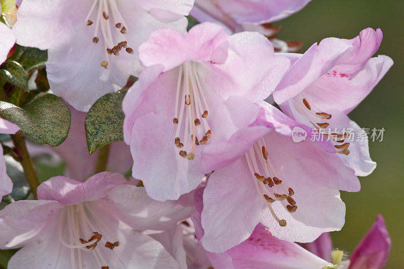 粉红色的杜鹃花特写镜头