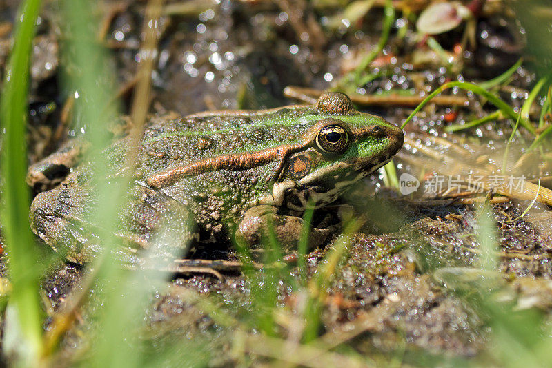 水蛙(林蛙)在草中