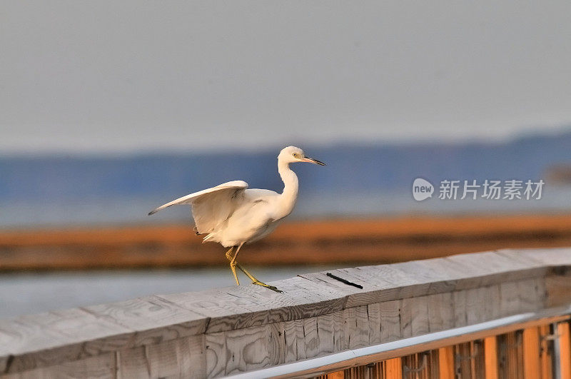 小蓝鹭降落